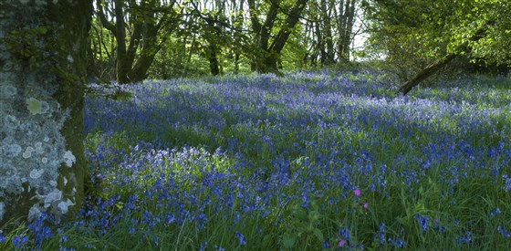 Des tapis de jacinthes des bois ornent la forêt d'Orroland au printemps