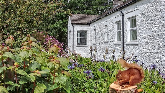 Écureuils roux dans le jardin du cottage Abbotsway