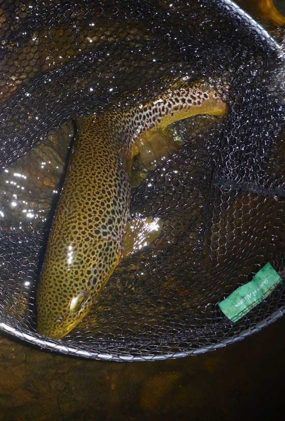 Brown trout 