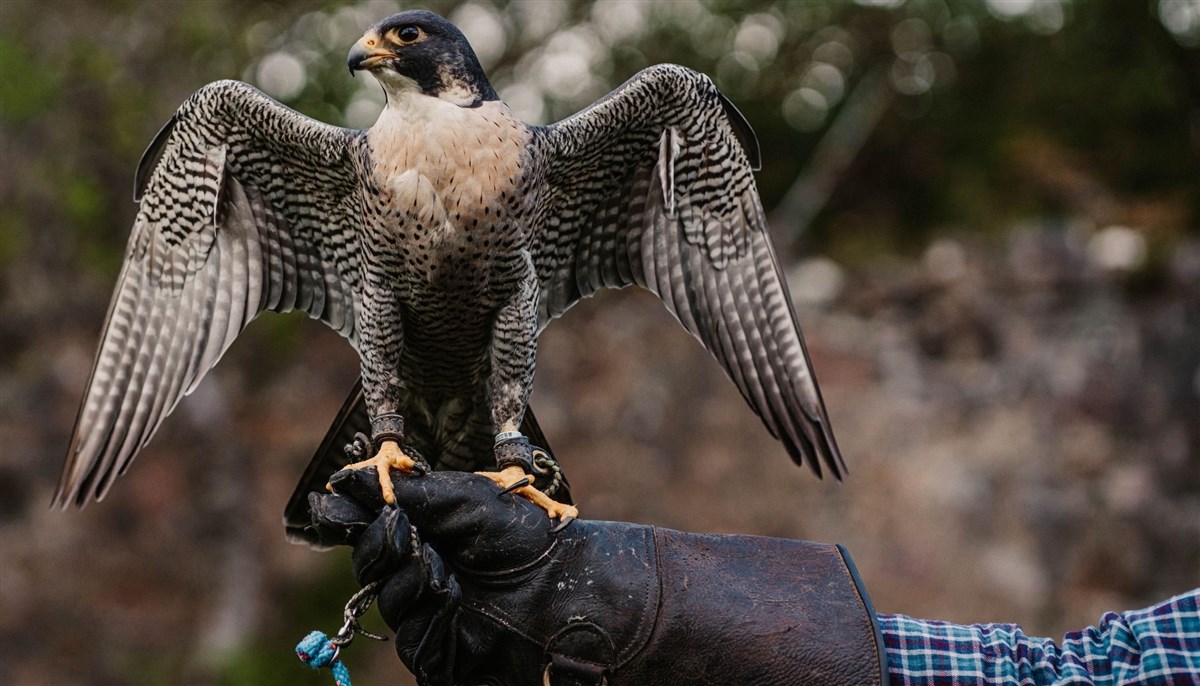 The Falconry Centre