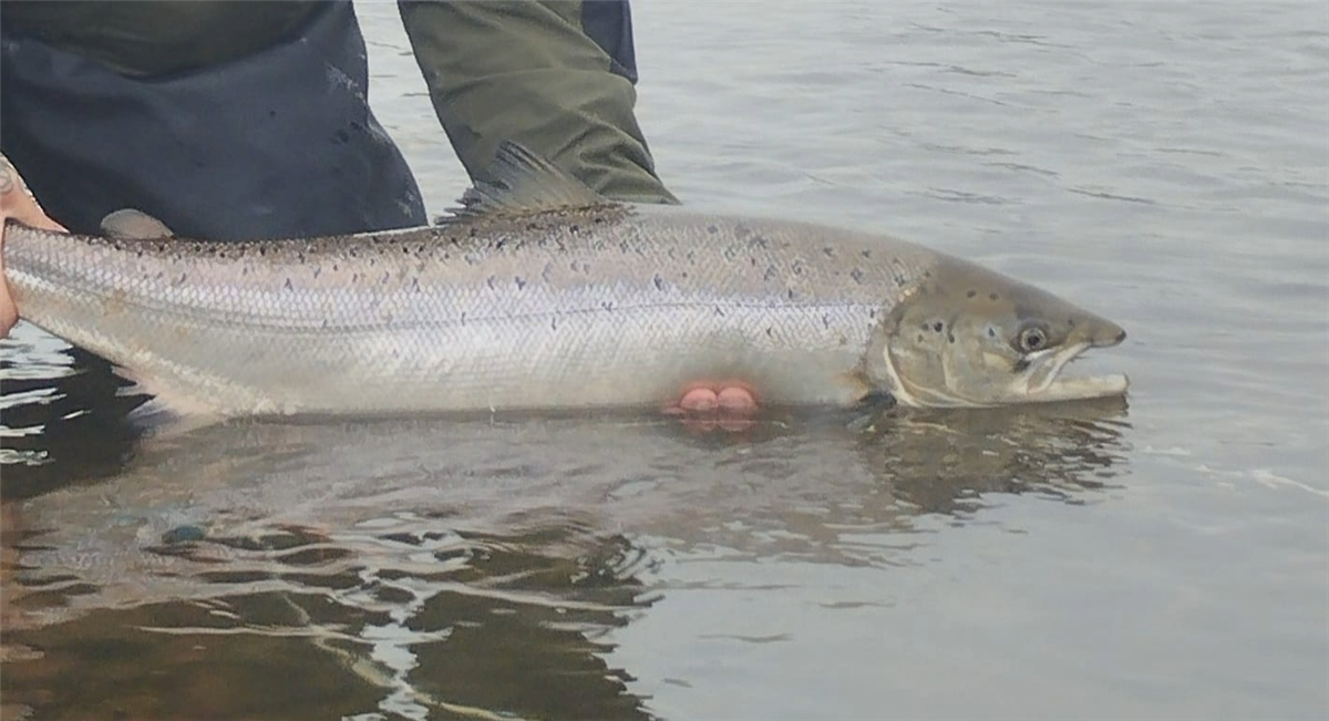 Blackwater Valley Fishery
