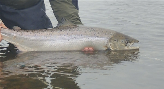 Blackwater Valley Fishery