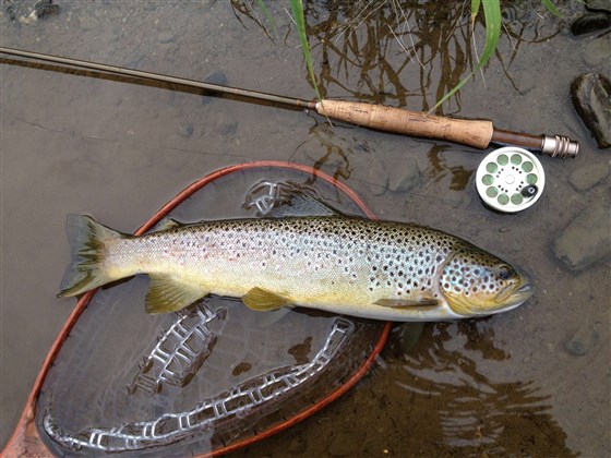 Brown Trout
