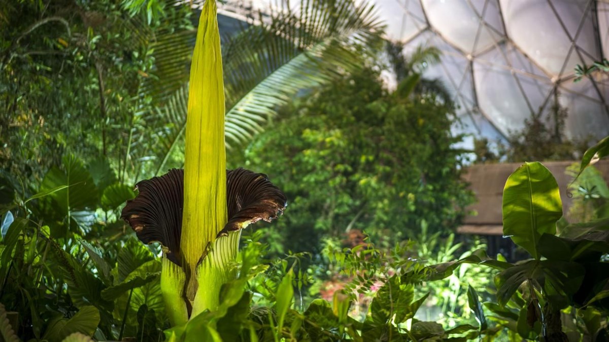 The Eden Project