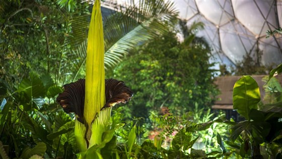 The Eden Project