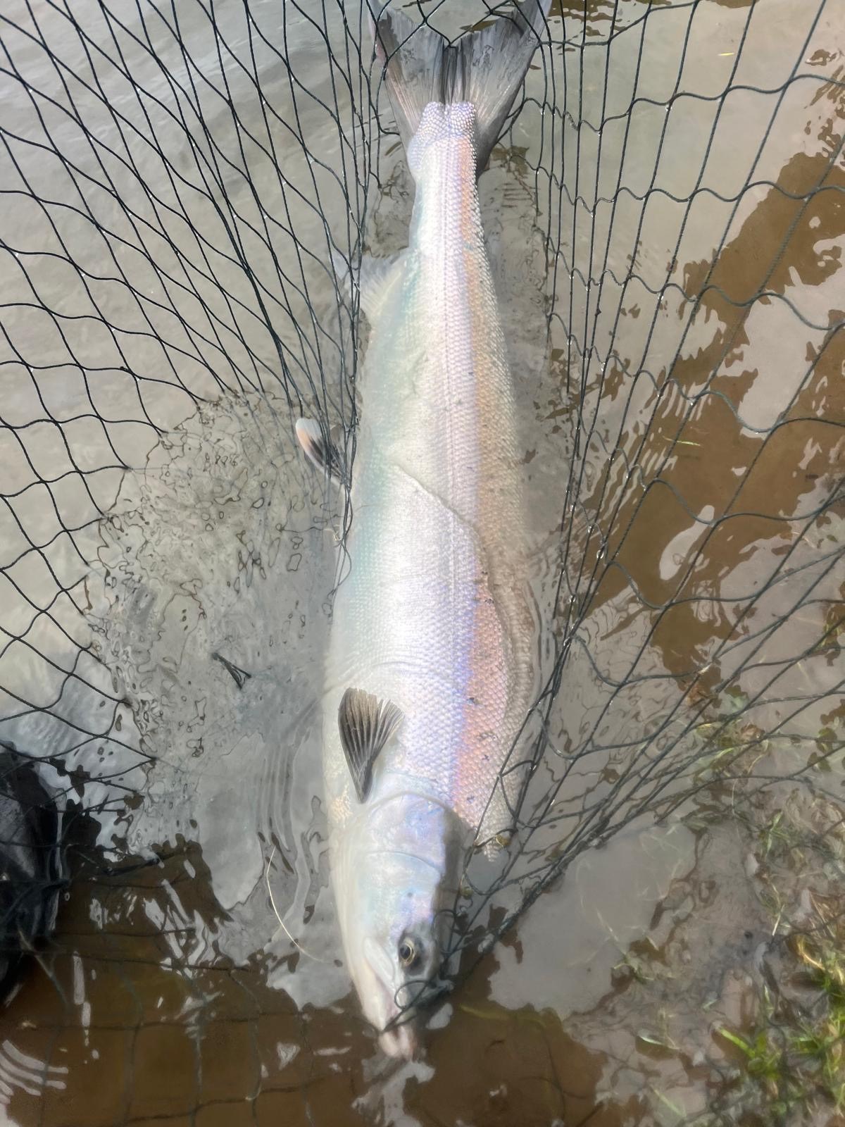 Salmon Spring 2026