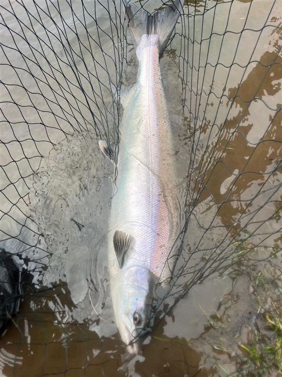 Salmon Spring 2026