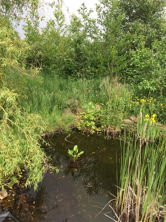 The wildlife pond in the wood
