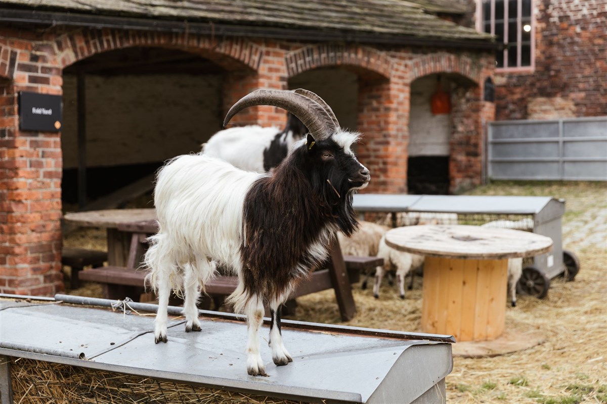 Photo of a goat in Temple Newsam home farm