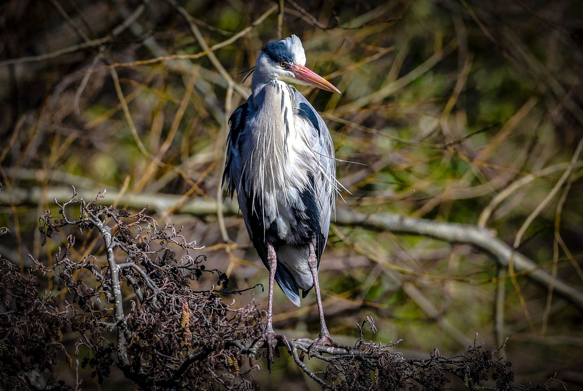 Heron
