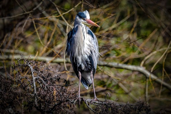 Heron
