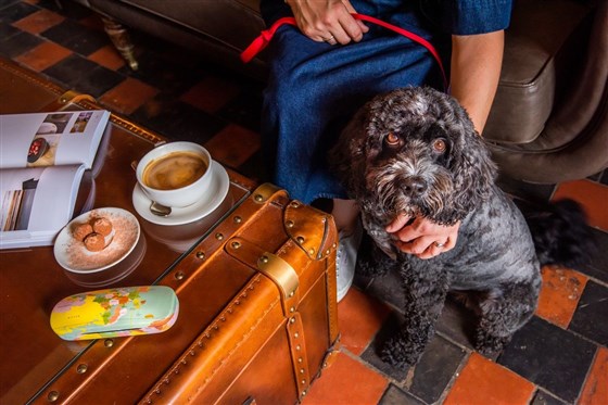 Dog Friendly