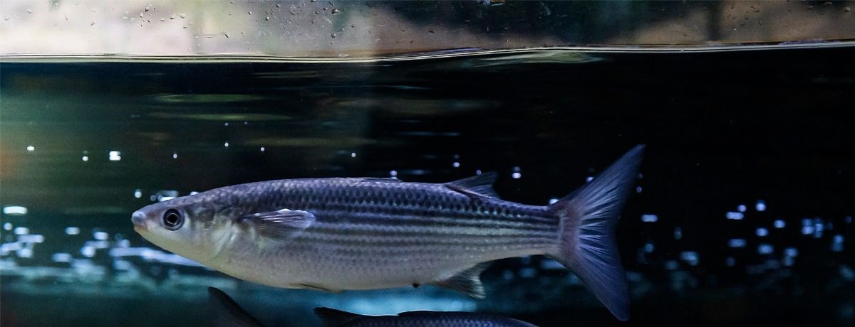 Macduff Marine Aquarium