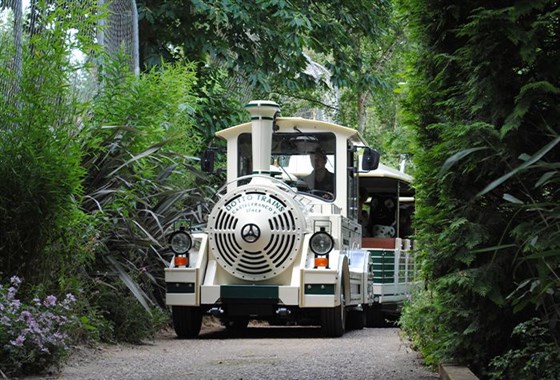 Lost Madagascar Train