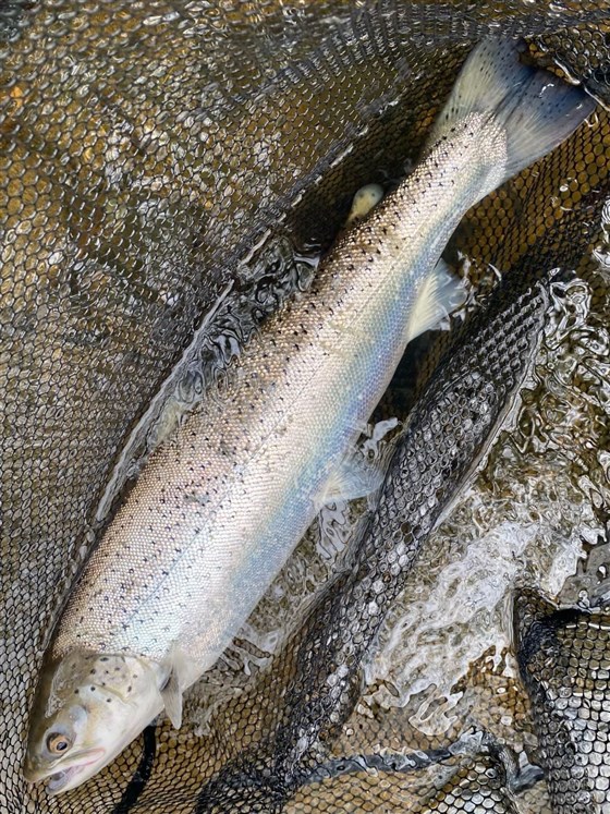 April Sea Trout