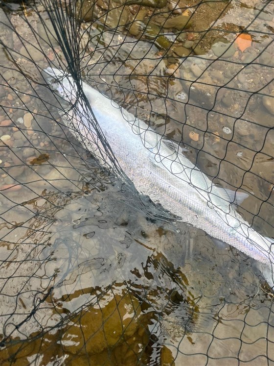 Salmon Spring 2026