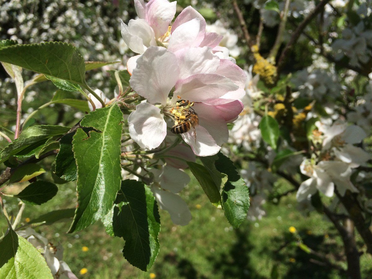 Our bees on the Apple Blossom