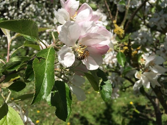 Our bees on the Apple Blossom