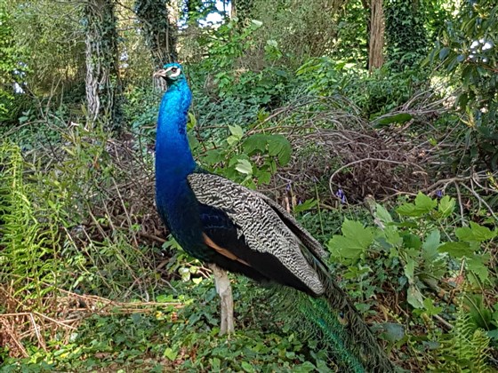 Paon errant dans le parc