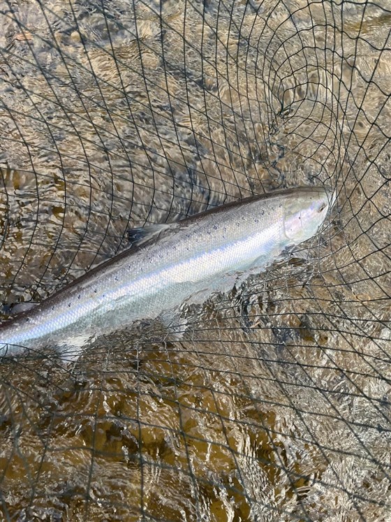 Salmon Spring 2026