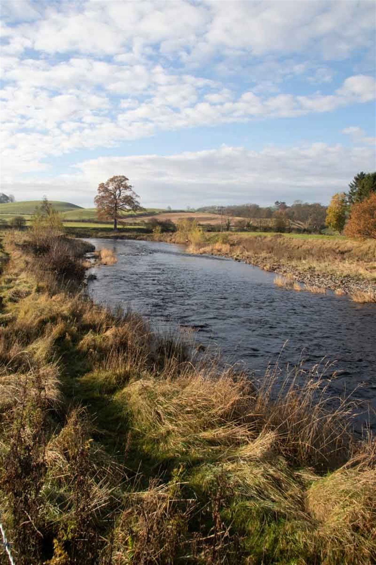 Lovely fly water
