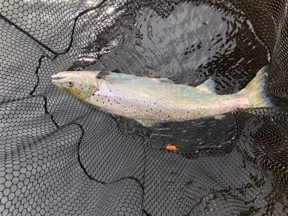 Salmon 