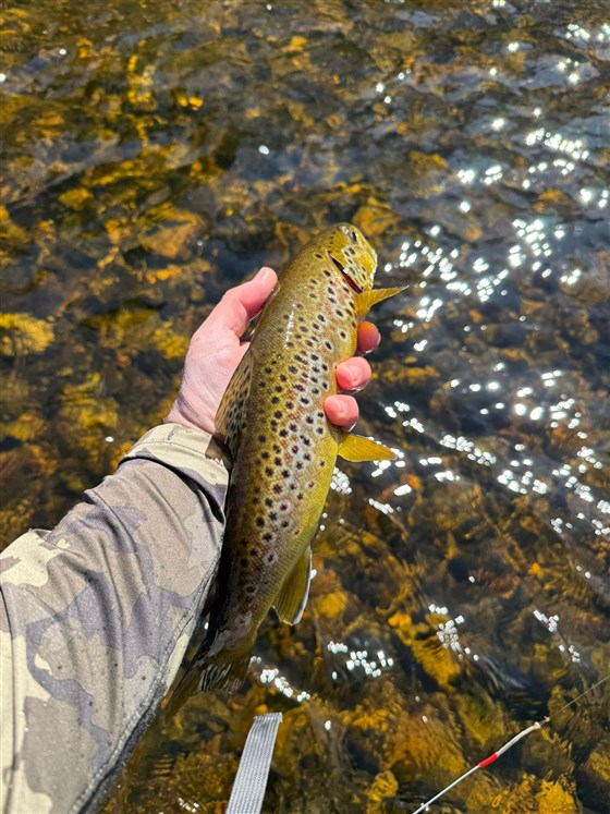 Cracking Wild Trout