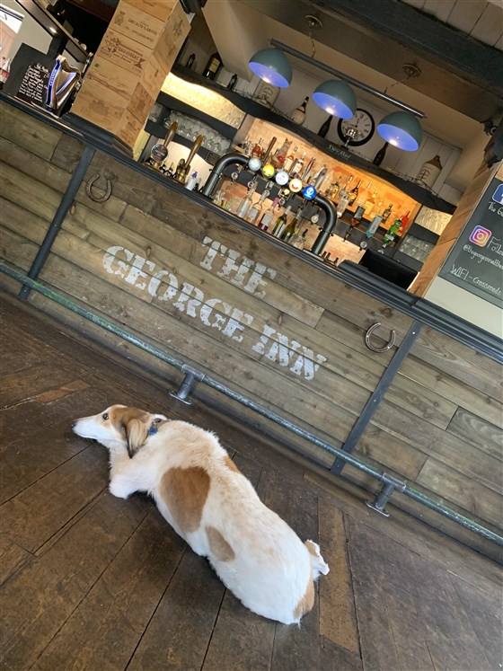 Bar area and dogs welcome