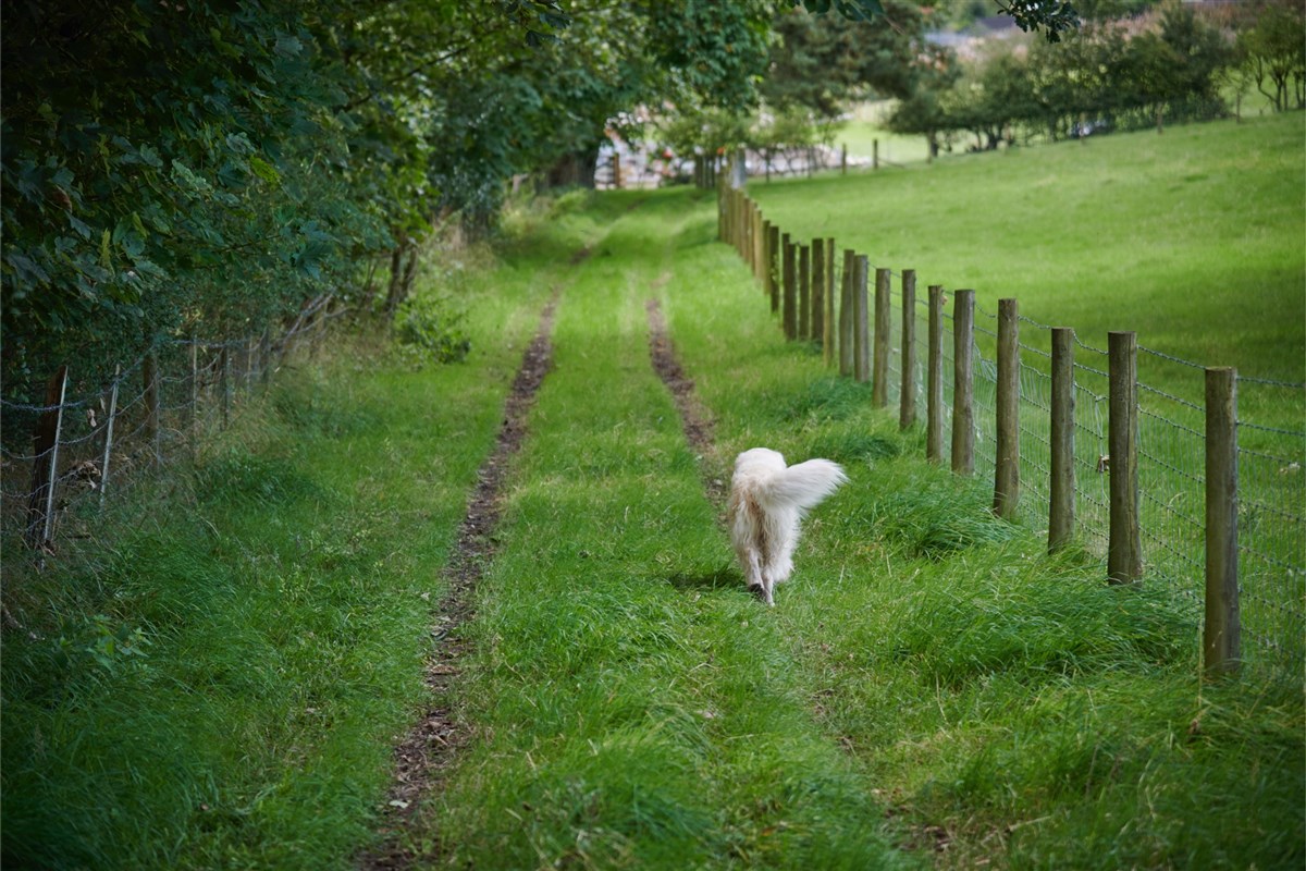 la escapada perfecta con tu mascota