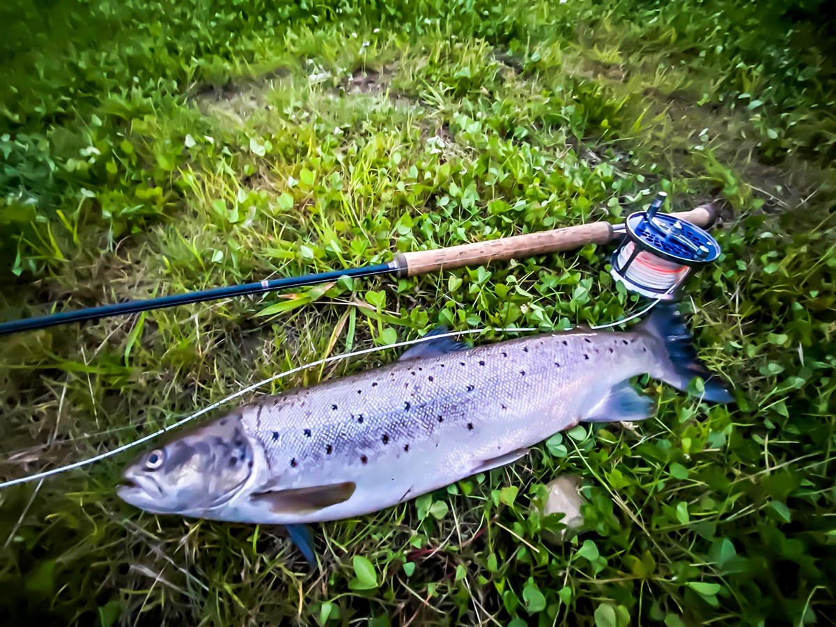 Ugie Sea Trout