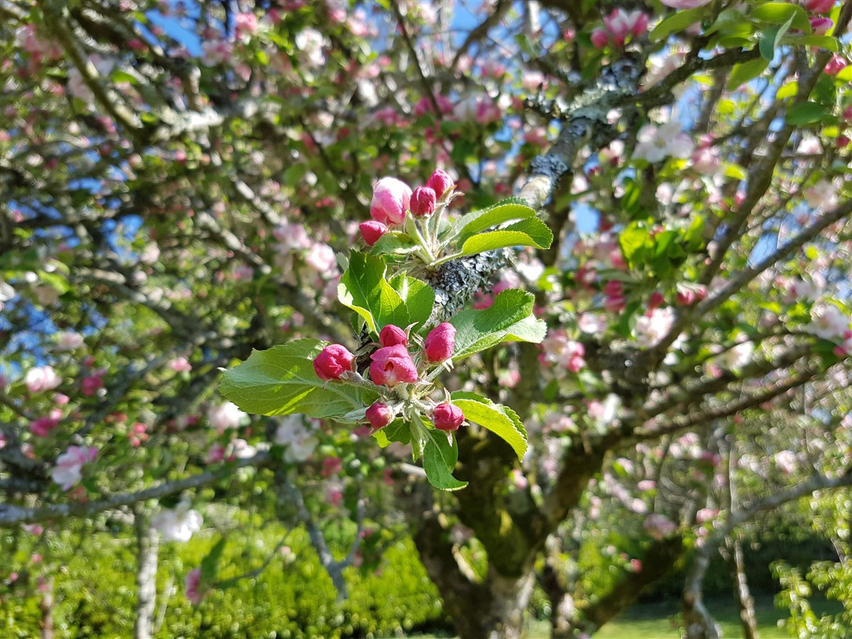 Arbustes dans le parc