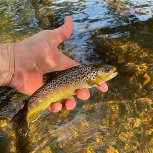 Fishpal FishPal - buy fishing permits for salmon, trout and grayling