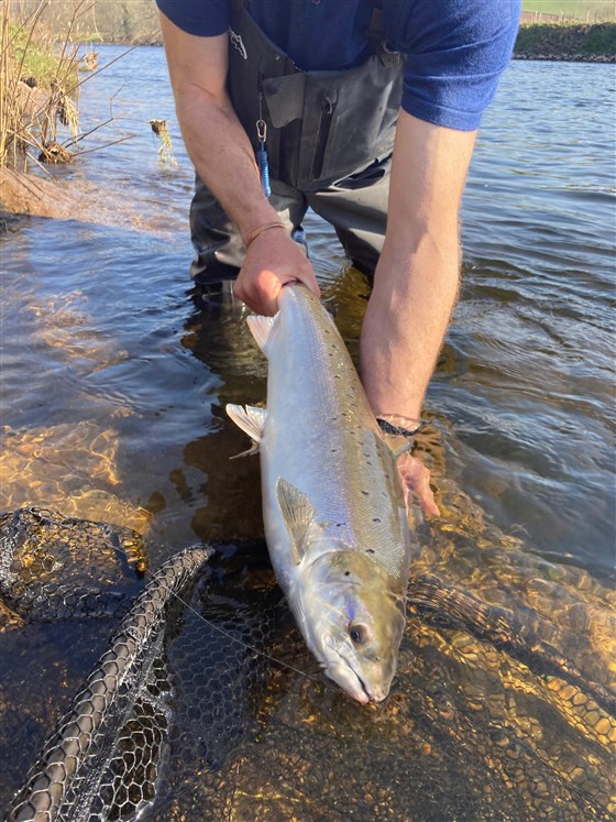 April salmon