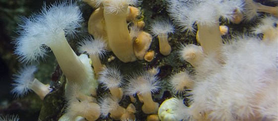 Macduff Marine Aquarium