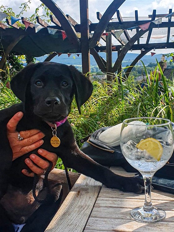 Dogs Welcome