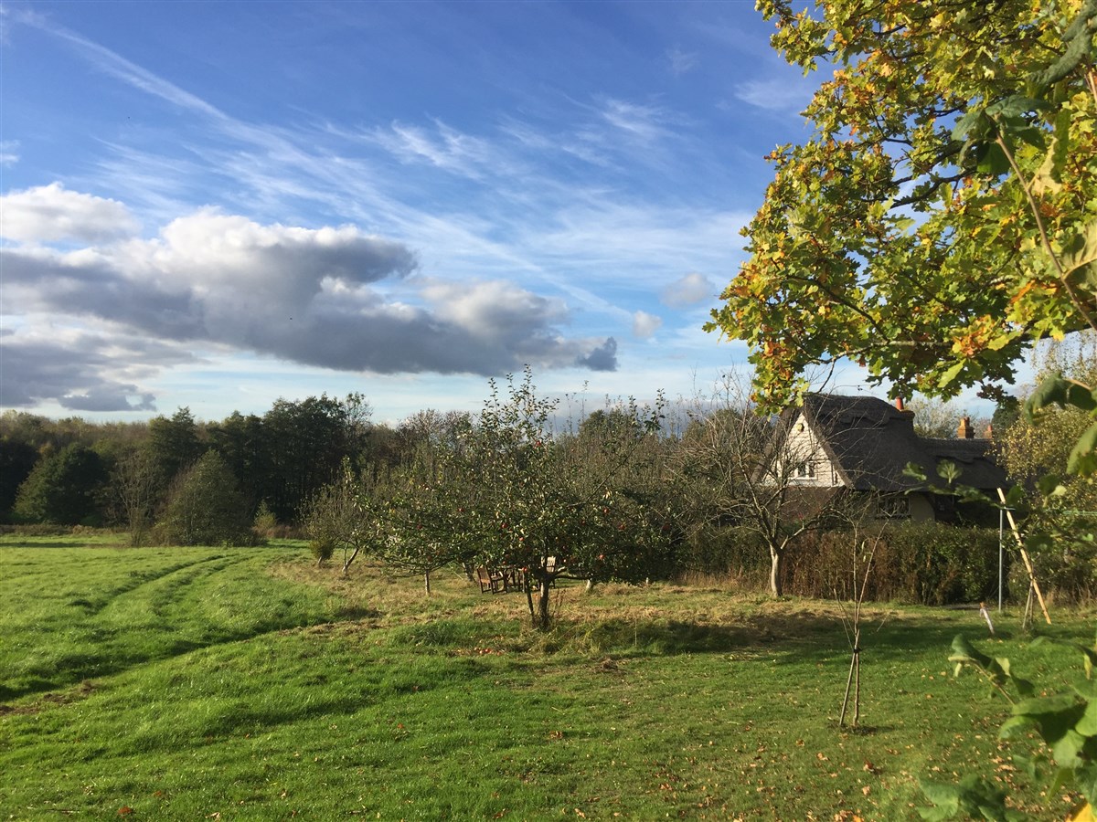 View over orchard and meadow