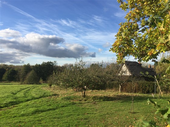 View over orchard and meadow