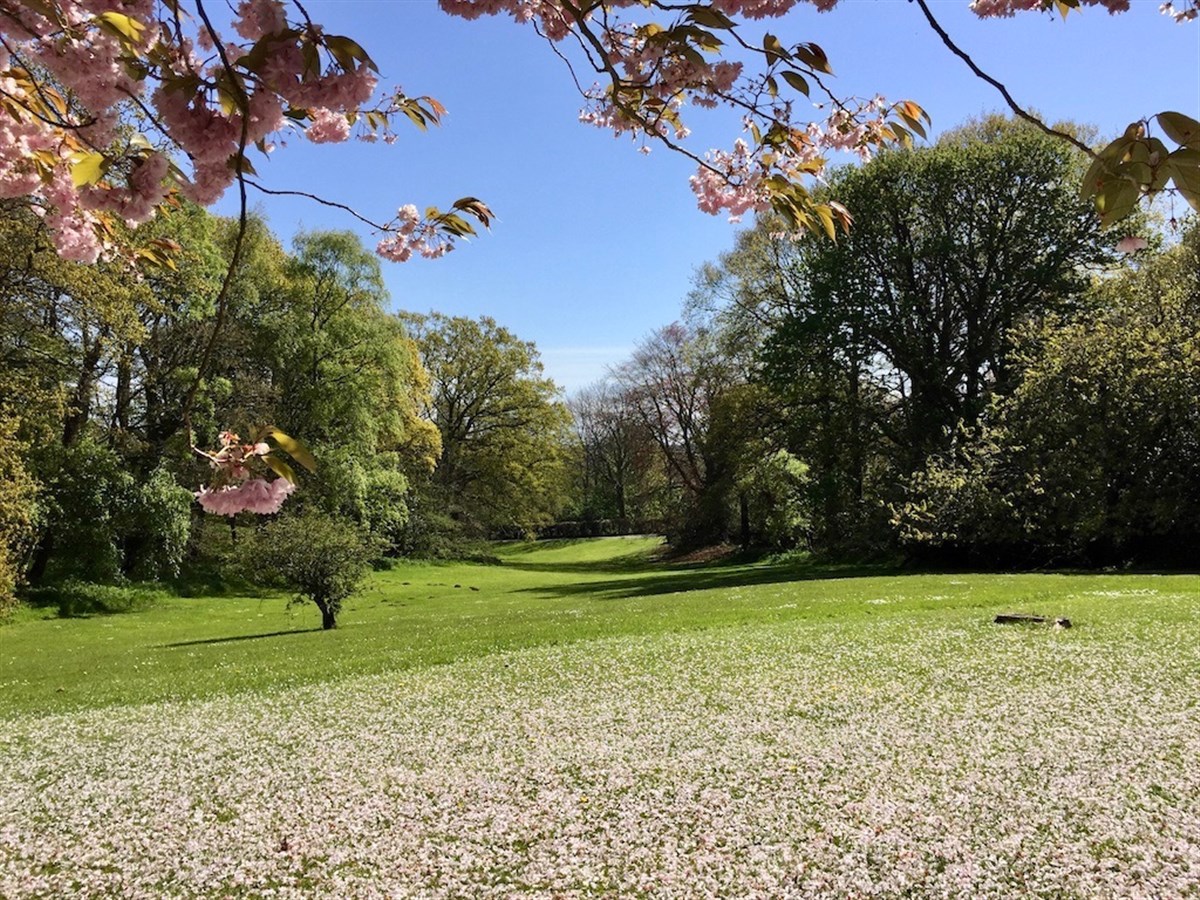 Front Lawn with Cherry Blossom