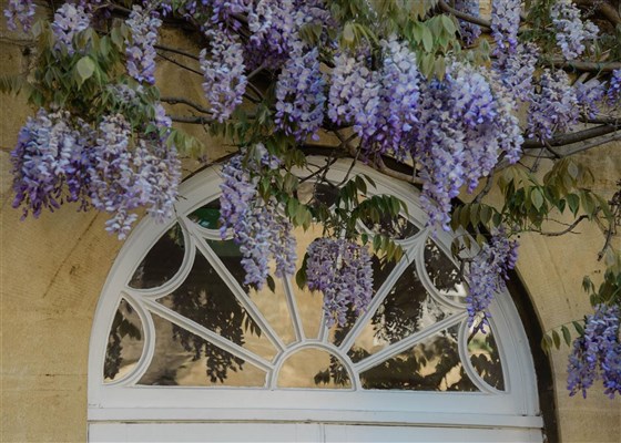 Wisteria detail Cotswold Wedding Venue