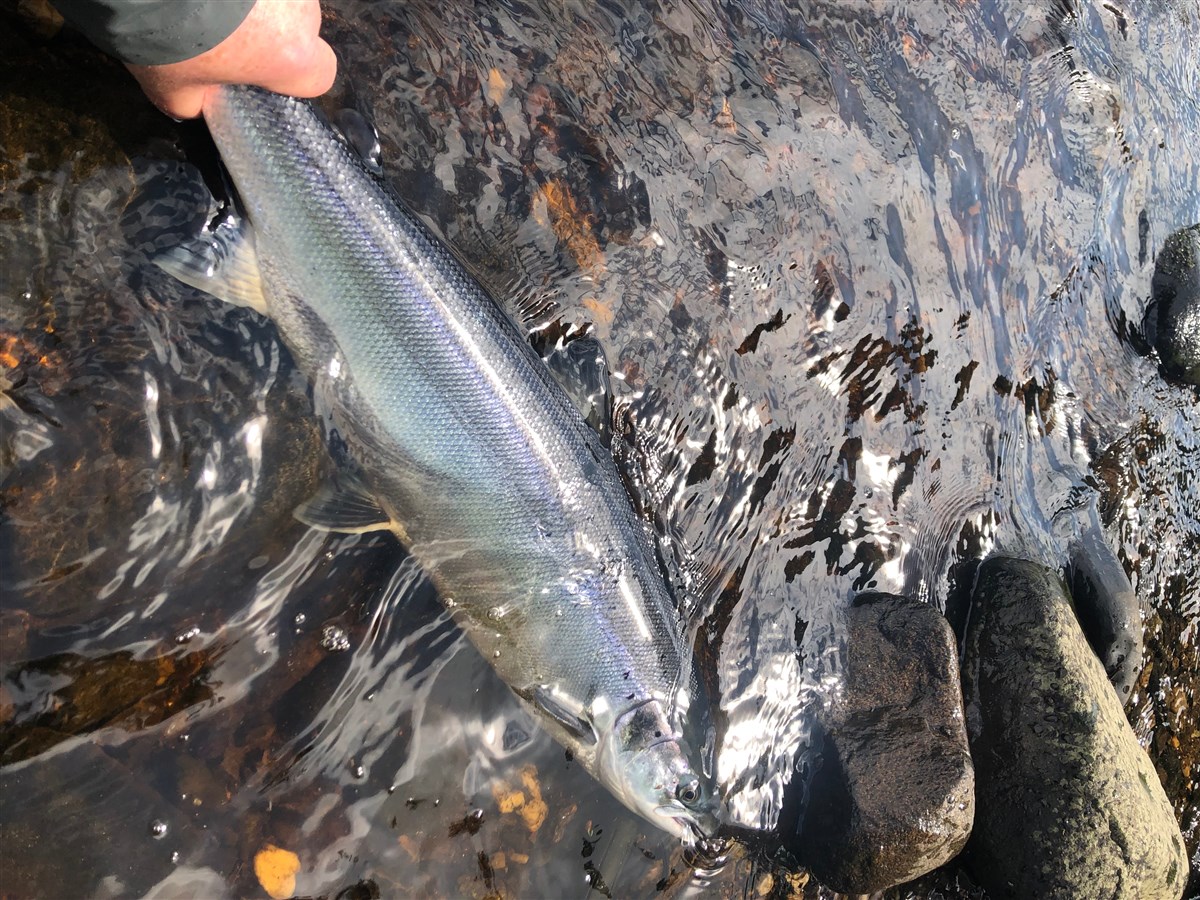 A Beautiful River Mourne Salmon caught at the Snaa in June 2024