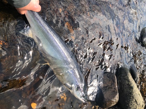 A Beautiful River Mourne Salmon caught at the Snaa in June 2024