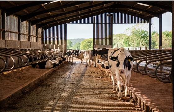 Actividades agrícolas