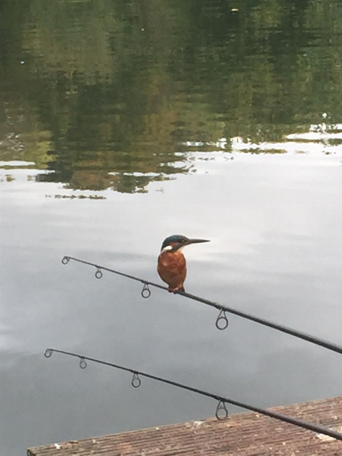 Kingfisher