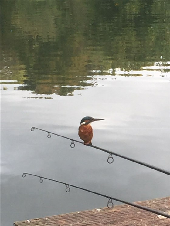Kingfisher