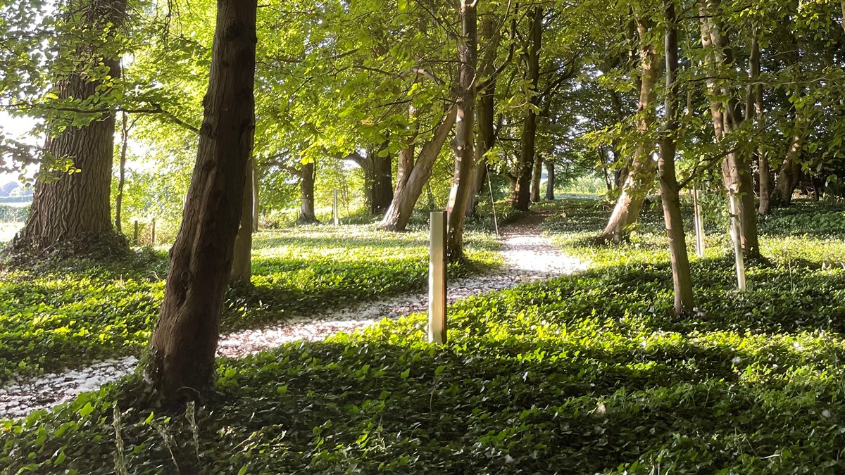 Small wood walk in summer
