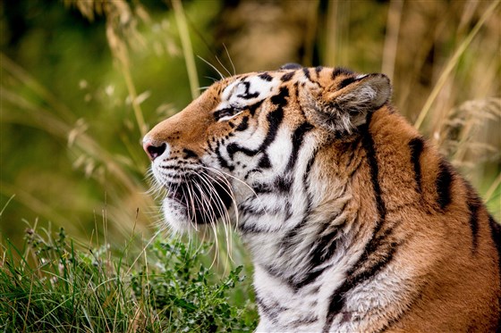Drive through the Kingdom of the Carnivores, home to the Amur tiger