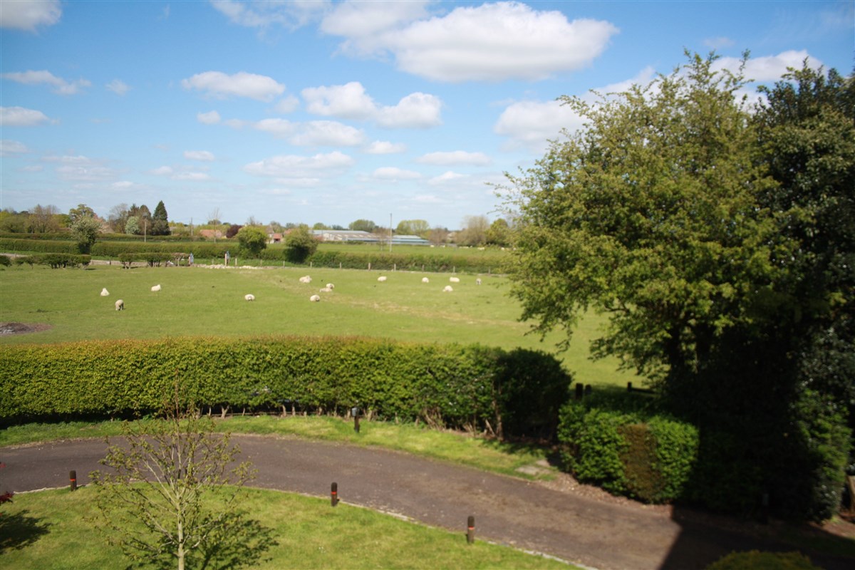 Sycamore - View Rectory Fields