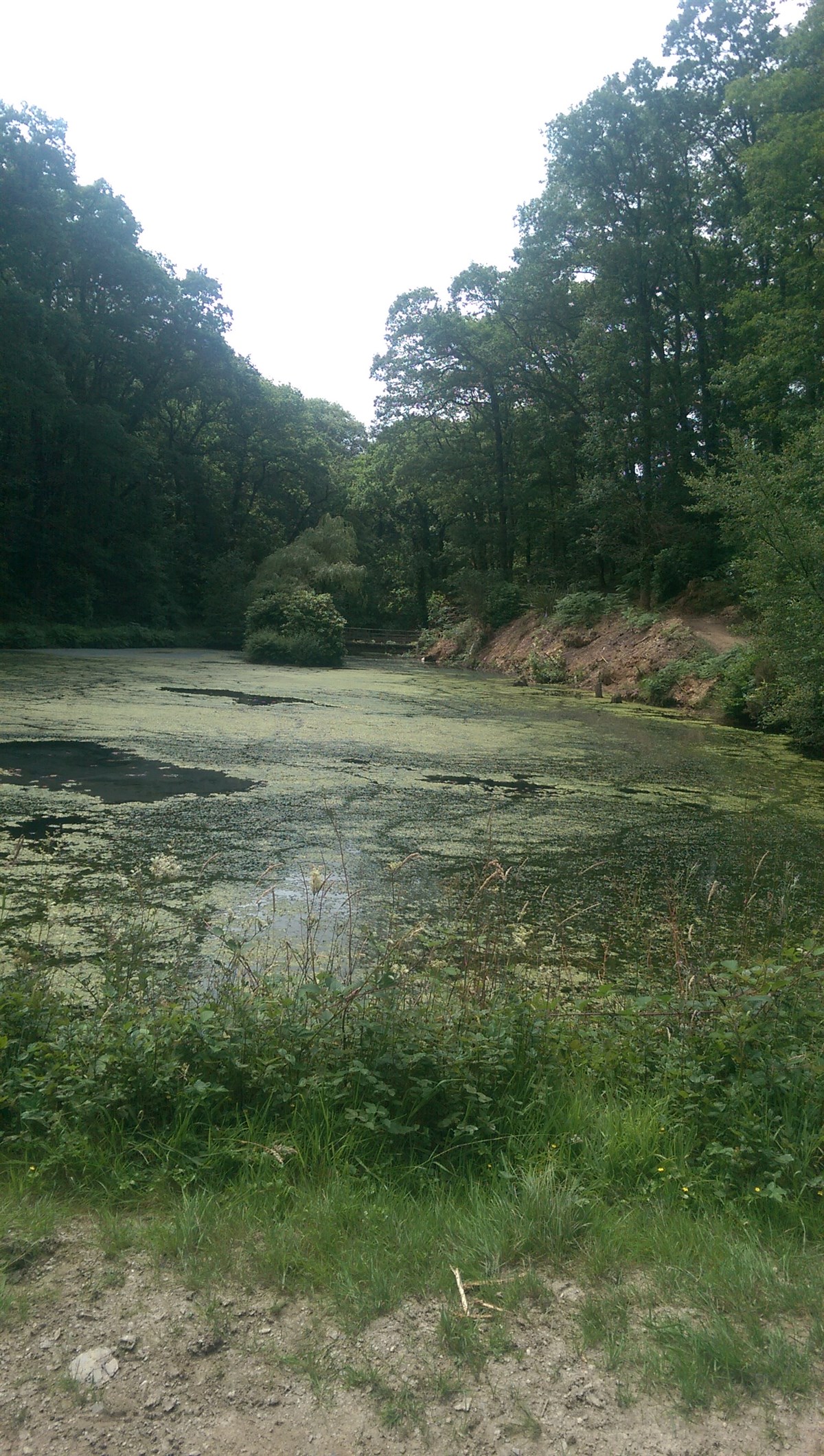 Le lac dans le parc