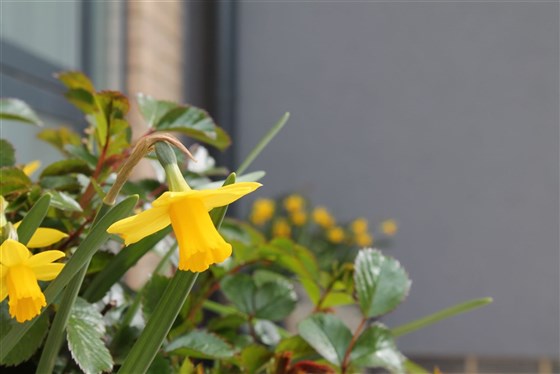 Narcisi a Histon Road