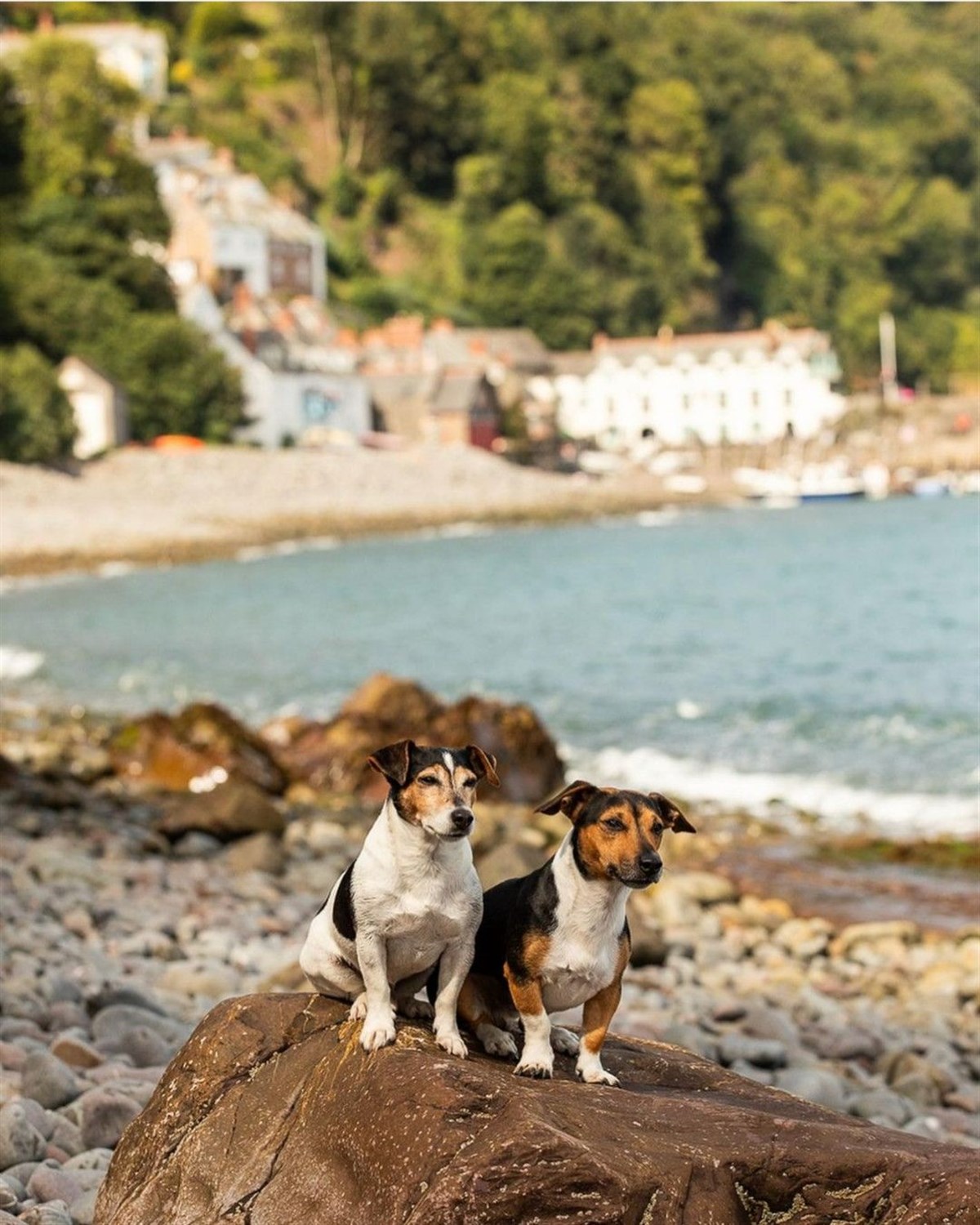 Dog friendly